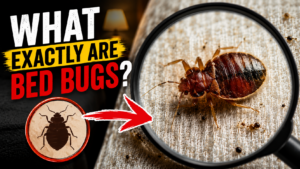 Bed Bug